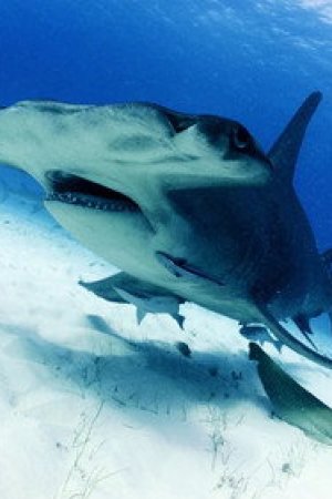 Hammerhead Otoyolu